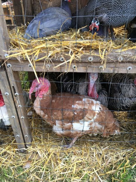  - TARG MONOR 14 05 2017