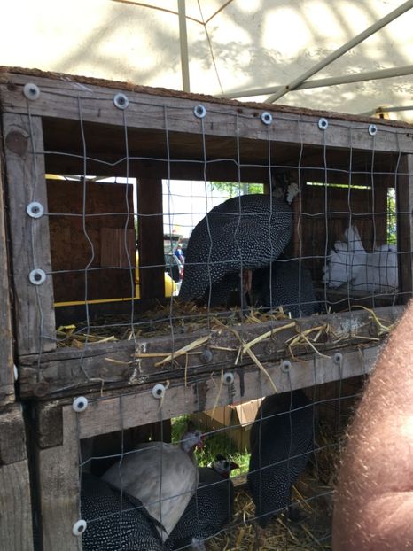  - TARG MONOR 14 05 2017