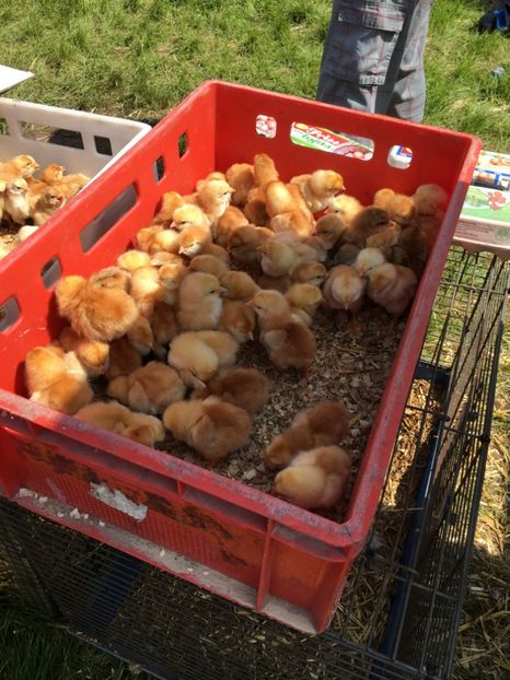  - TARG MONOR 14 05 2017