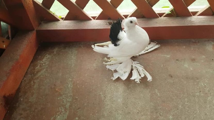 femela 2017 - pui 2017