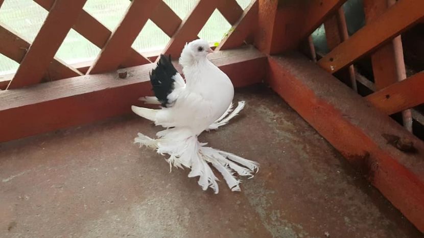 mascul 2017 - pui 2017