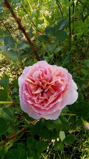 2017 - Abraham Darby s