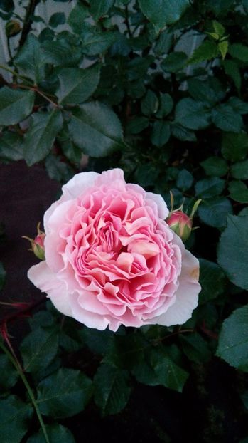  - Abraham Darby s