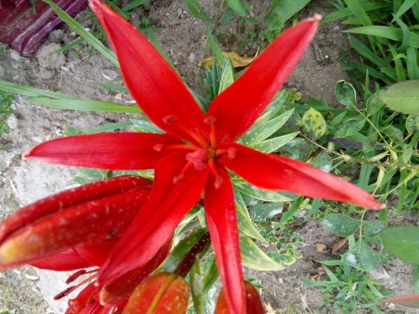 Red twin - 0 - CRINI