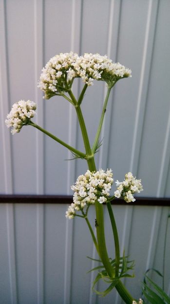 Valeriana - Vara iara