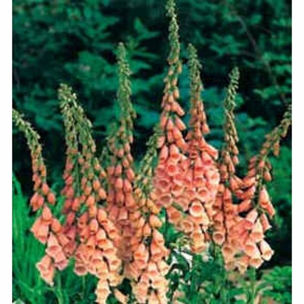 Digitalis_Purpurea_Apricot_Seeds_Foxglove_Digitale - Comanda perene Svetlana