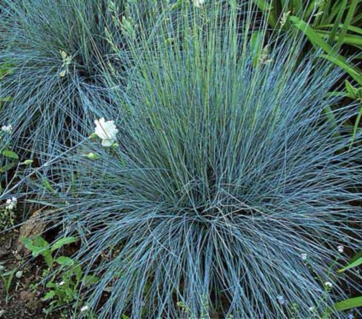 Festuca Elijah Blue - Comanda perene Svetlana