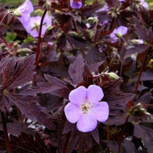 Geranium Elisabeth Ann - Comanda perene Svetlana