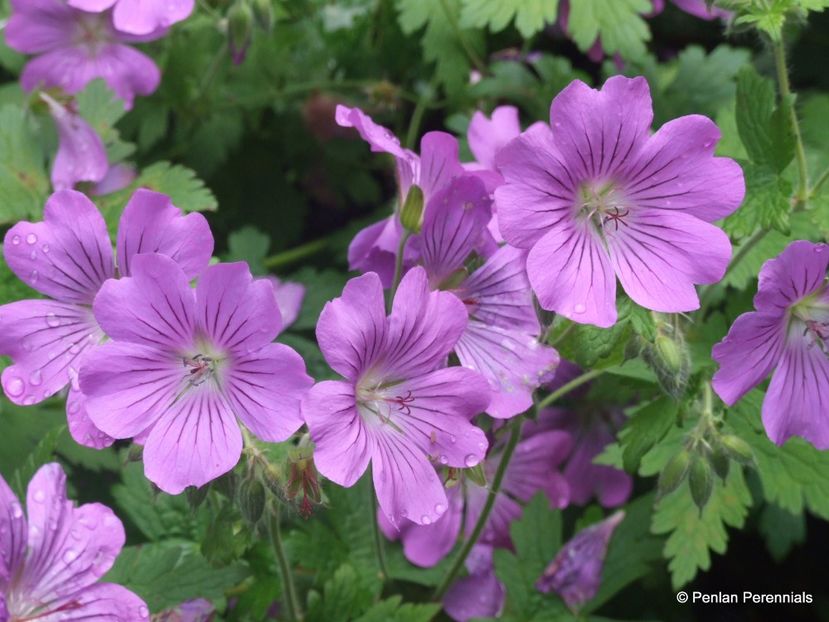 Geranium-Sirak- - Comanda perene Svetlana