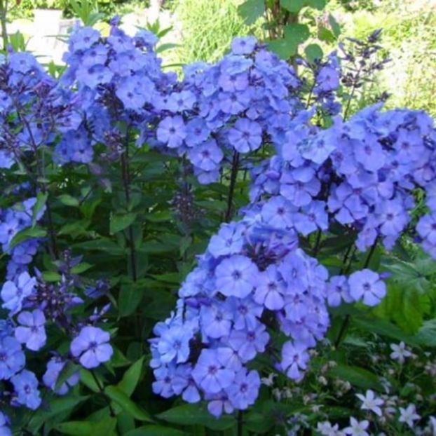 Phlox Blue paradise - Comanda perene Svetlana