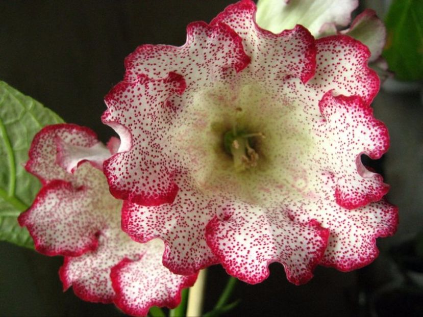 Athena - Gloxinii pe care doresc sa le recuperez