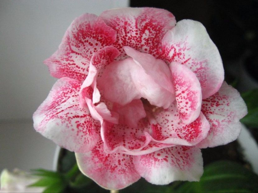 Pearl Shifon - Gloxinii pe care doresc sa le recuperez