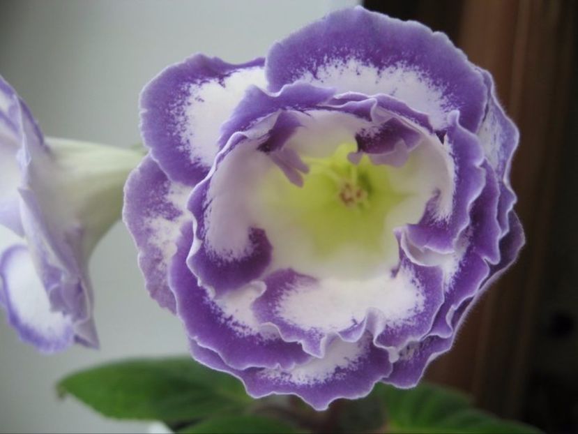 Pretty Galina - Gloxinii pe care doresc sa le recuperez