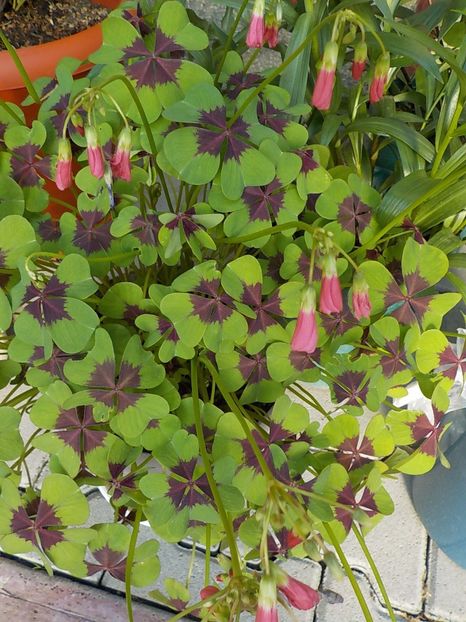  - oxalis iron cross