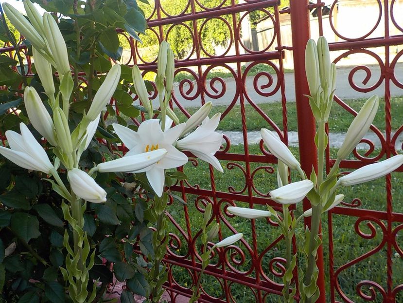  - crini de gradina