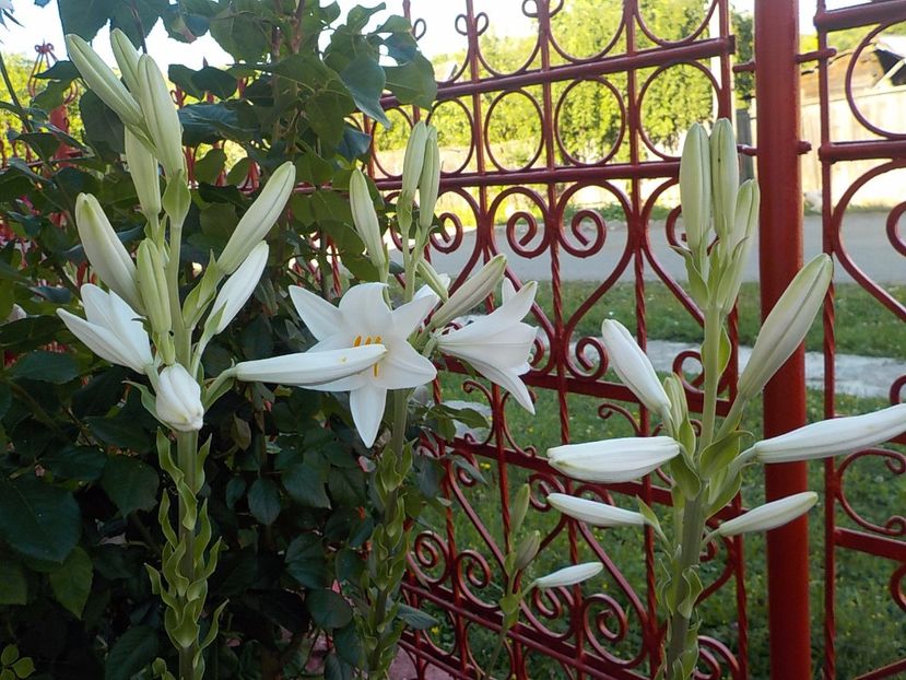  - crini de gradina