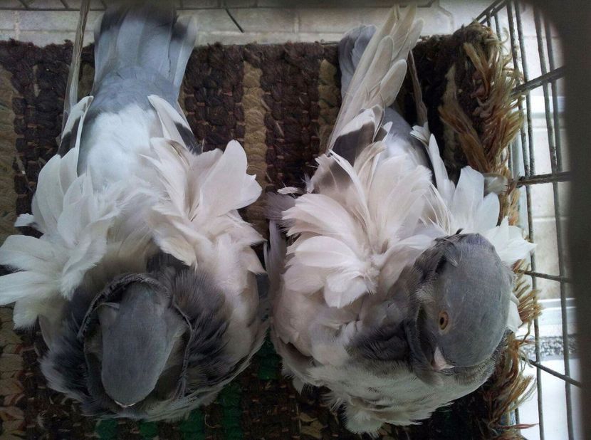  - 24_PESCARUSI CHINEZI TALIA MARE MATCA-2021