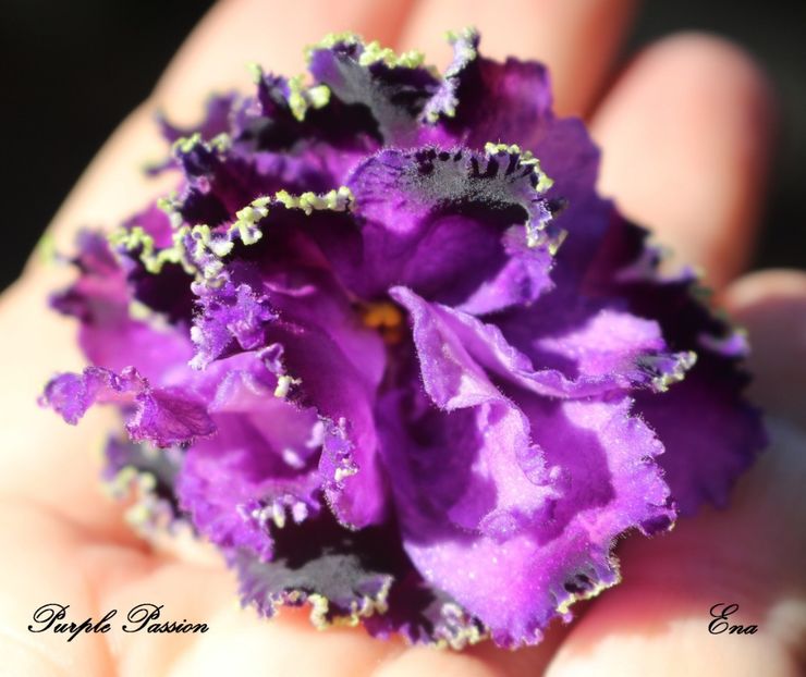 Purple Passion - Purple Passion