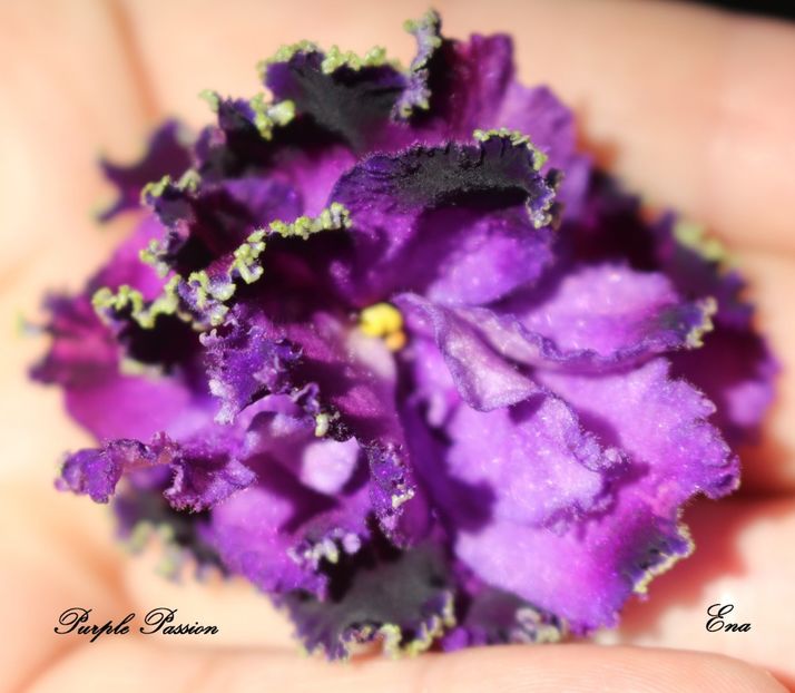 Purple Passion - Purple Passion