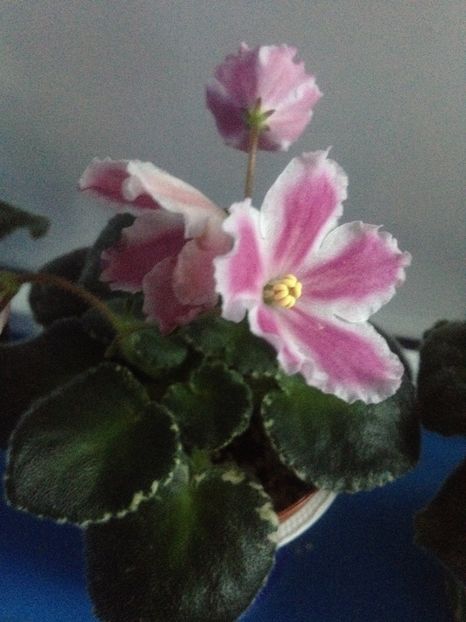 image - violete