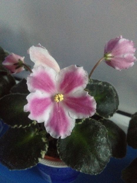 image - violete