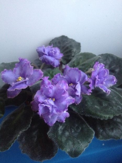image - violete