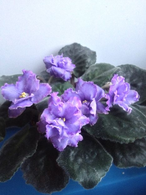 image - violete