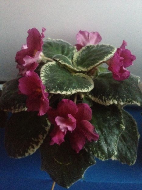 image - violete
