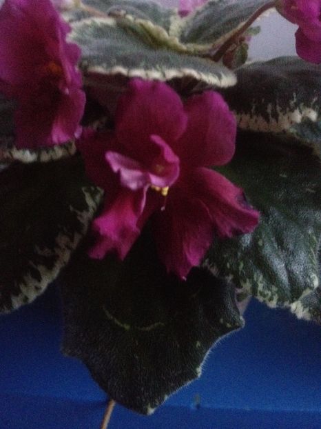 image - violete