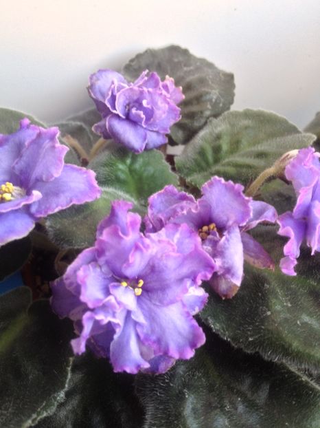 image - violete
