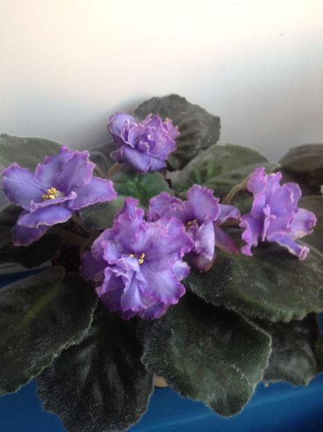 image - violete