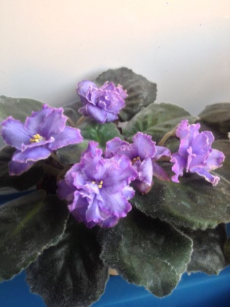 image - violete
