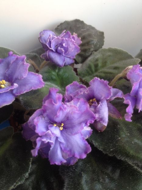 image - violete