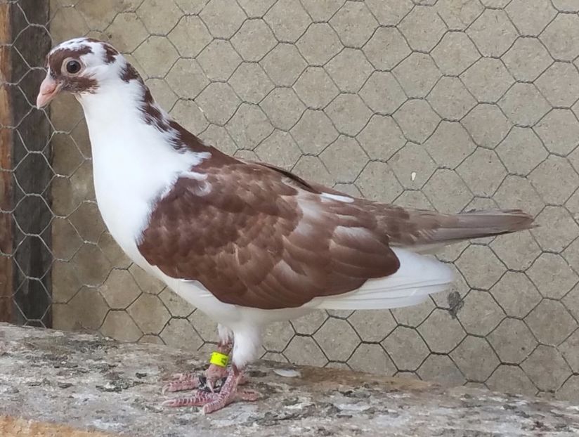 Dat in Feteşti la Alexandru - D- Porumbei JUCATORI DE GALATI VANDUTI Album 3