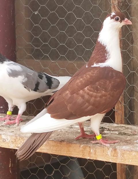 Dat in Feteşti la Alexandru - D- Porumbei JUCATORI DE GALATI VANDUTI Album 3