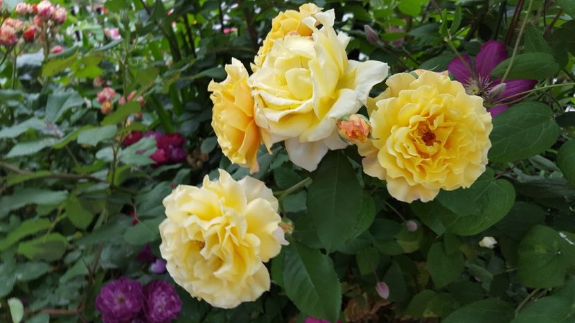 20170608_090121(0) - Kordes -Caramella Rose