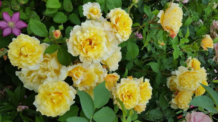  - Kordes -Caramella Rose