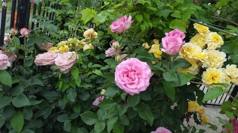  - Kordes -Caramella Rose