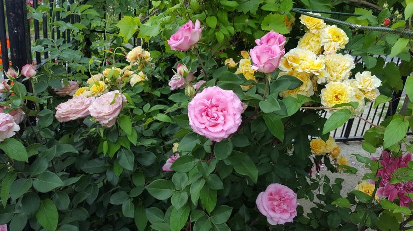  - Kordes -Caramella Rose