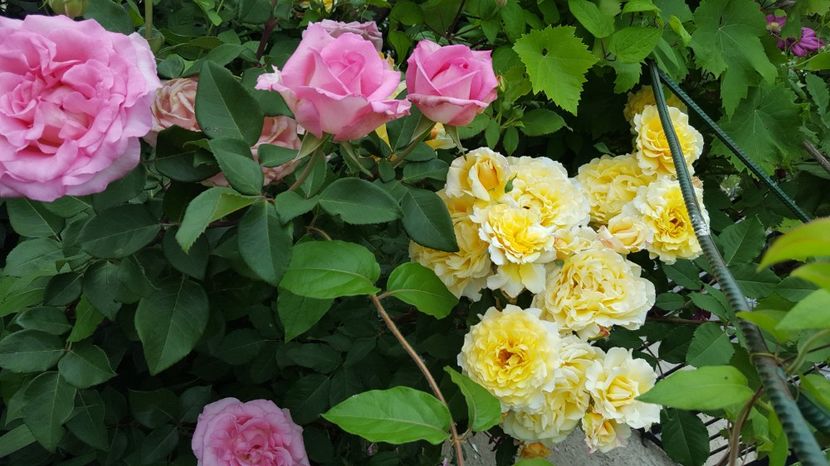  - Kordes -Caramella Rose