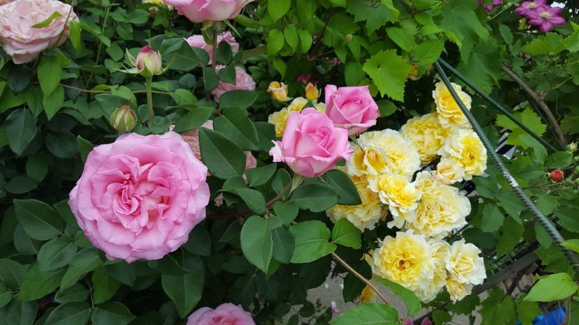  - Kordes -Caramella Rose
