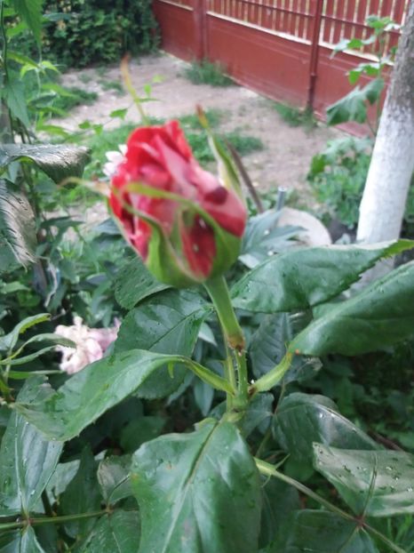  - Trandafiri de gradina