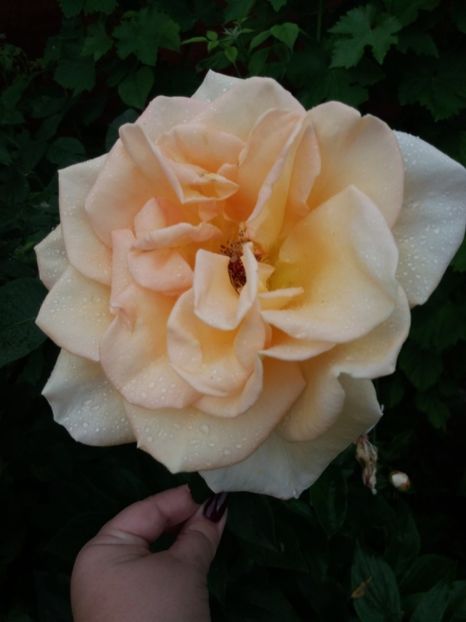  - Trandafiri de gradina