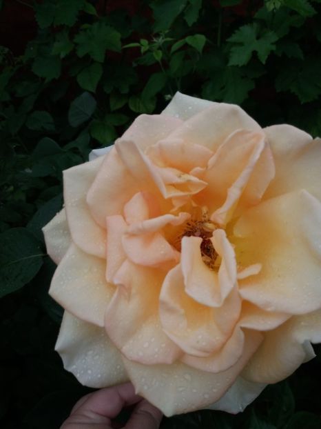  - Trandafiri de gradina