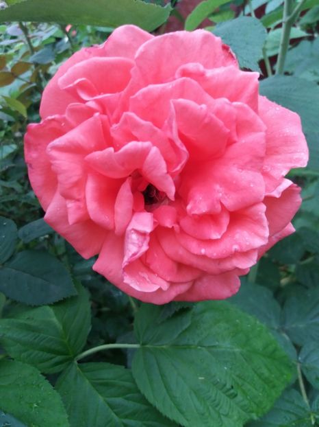  - Trandafiri de gradina