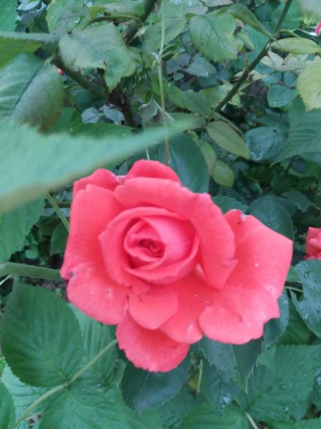  - Trandafiri de gradina