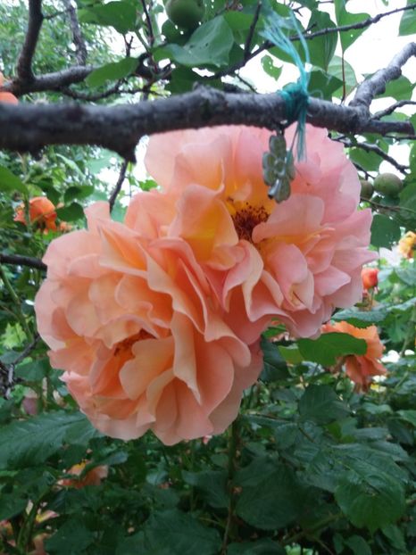  - Trandafiri de gradina