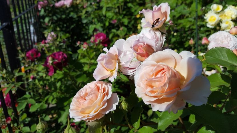  - English rose -Abraham Darby