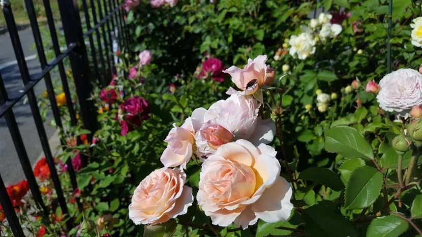  - English rose -Abraham Darby