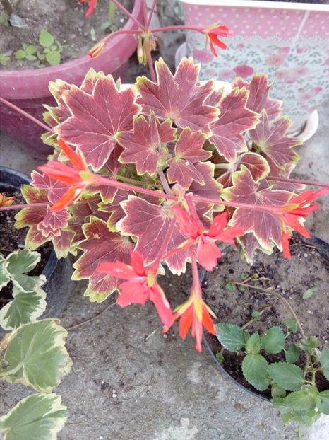 Muscata stelata cu frunze vargate - plante de interior